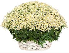 Цветочная композиция из Ромашки в корзине #REPLACE_PRED# Новодвинске